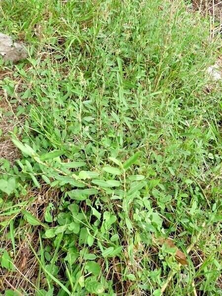 Dried Alysicarpus vaginalis Alyce Clover Whole plant Jamaican Herbal Tea Medina