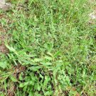 Dried Alysicarpus vaginalis Alyce Clover Whole plant Jamaican Herbal Tea Medina