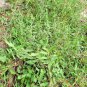 Dried Alysicarpus vaginalis Alyce Clover Whole plant Jamaican Herbal Tea Medina