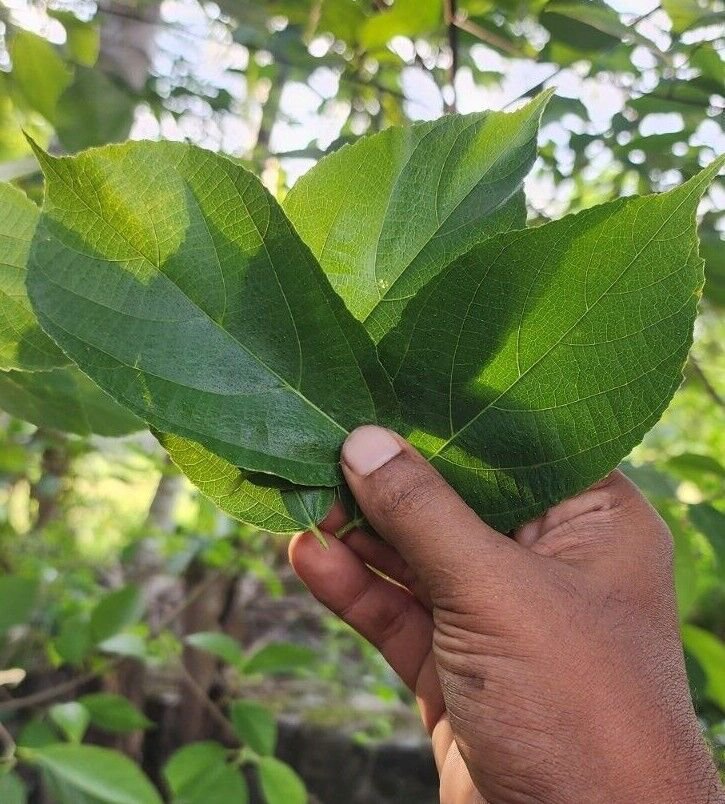 Rare Ficus exasperata Leaves Bark Brahma's Banyan Forest Sandpaper Fig Tree