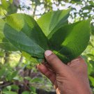 Rare Ficus exasperata Leaves Bark Brahma's Banyan Forest Sandpaper Fig Tree Rare Ficus exasperata Leaves Bark Brahma's Banyan Forest Sandpaper Fig Tree