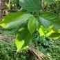 Rare Ficus exasperata Leaves Bark Brahma's Banyan Forest Sandpaper Fig Tree