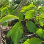 Rare Ficus exasperata Leaves Bark Brahma's Banyan Forest Sandpaper Fig Tree