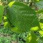 Rare Ficus exasperata Leaves Bark Brahma's Banyan Forest Sandpaper Fig Tree