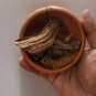 Plumbago indica Chitrak Mool root Plant Bark Ceylon Leadwort Skin Care Herbs