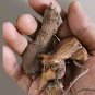 Plumbago indica Chitrak Mool root Plant Bark Ceylon Leadwort Skin Care Herbs