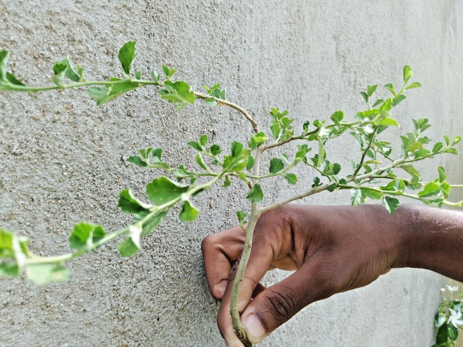 Sida Rhombifolia Ceylon Organic Natural Dried  Subsp Alnifolia Leaves Root Plant