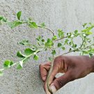 Sida Rhombifolia Ceylon Organic Natural Dried  Subsp Alnifolia Leaves Root Plant