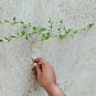 Sida Rhombifolia Ceylon Organic Natural Dried Subsp Alnifolia Leaves Root Plant