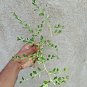 Sida Rhombifolia Ceylon Organic Natural Dried Subsp Alnifolia Leaves Root Plant