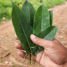 Dried Leaves Jungle Cork Tree  Indian Elm Tree Holoptelea integrifolia Bark Leaf