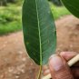 Dried Leaves Jungle Cork Tree Indian Elm Tree Holoptelea integrifolia Bark Leaf
