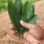 Dried Leaves Jungle Cork Tree Indian Elm Tree Holoptelea integrifolia Bark Leaf