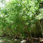 Malabar Nut Root Justicia adhatoda Plant - Powerful Natural Herbs Ever !