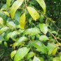 Rare Olax zeylanica Leaves Ceylon Olax Tea Medicine for Urinary tract infection