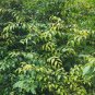 Rare Olax zeylanica Leaves Ceylon Olax Tea Medicine for Urinary tract infection