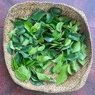 Rare Dried Leaves Murraya Paniculata Ceylon Herbal Tea Orange Jessamine plant