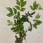 Rare Dried Leaves Murraya Paniculata Ceylon Herbal Tea Orange Jessamine plant
