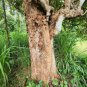 Rare Dillenia indica Bark Elephant Apple Leaves Ceylon Organic Herbs Seeds