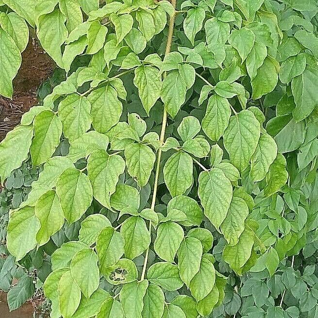 Rare Herb Oroxylum indicum Midnight Horror Trumpet Tree Spices Leaves Root Bark