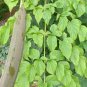 Rare Herb Oroxylum indicum Midnight Horror Trumpet Tree Spices Leaves Root Bark