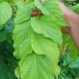 Rare Herb Oroxylum indicum Midnight Horror Trumpet Tree Spices Leaves Root Bark