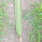 Rare Herb Oroxylum indicum Midnight Horror Trumpet Tree Spices Leaves Root Bark