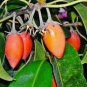Mimusops Elengi Tree Bark Fragrant Spanish Cherry, India Medlar Bakul Bulltwood