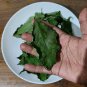 Dried Apricot Leaves Powerful Herbal Leaves
