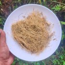 Dried Oldenlandia Corymbosa Diamond Flower Pure Ayurvedic Herbal Drink 100g