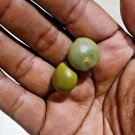 Natural Rauvolfia Serpentina Sarpagandha Vatee Snakeroot for High Blood Pressure