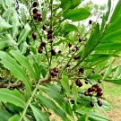 Dried  Filicium decipiens Leaves Fern Tree Seeds Powerful natural Herb-Fractures