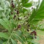 Dried Filicium decipiens Leaves Fern Tree Seeds Powerful natural Herb-Fractures