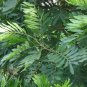 Dried Filicium decipiens Leaves Fern Tree Seeds Powerful natural Herb-Fractures