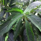 JUSTICIA ADHATODA Malabar Nut Leaves Herbal Drink Organic Tea Natural Vasaka
