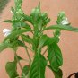 JUSTICIA ADHATODA Malabar Nut Leaves Herbal Drink Organic Tea Natural Vasaka