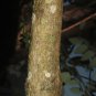 JUSTICIA ADHATODA Malabar Nut Leaves Herbal Drink Organic Tea Natural Vasaka