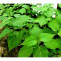 Rare Green milkweed climber Dry Leaves Cotton Milk Wattakaka volubilis Herb Tea