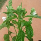 Dry Malabar Nut Leaves Justicia adhatoda Plant -  Powerful Natural Herbs Ever !