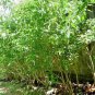 Dry Malabar Nut Leaves Justicia adhatoda Plant -  Powerful Natural Herbs Ever !