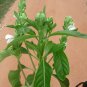 Dry Malabar Nut Leaves Justicia adhatoda Plant -  Powerful Natural Herbs Ever !