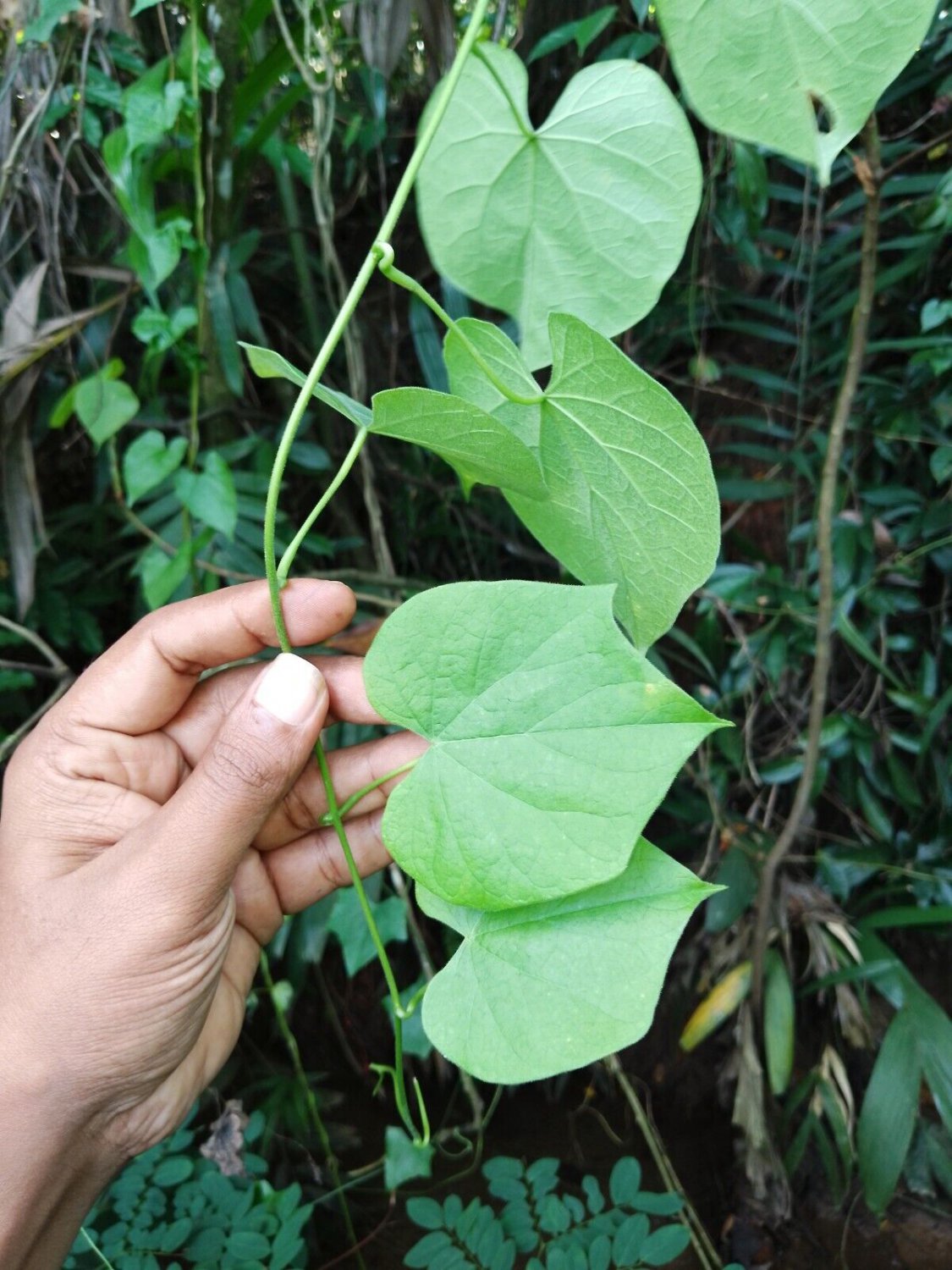 Rare Dried Leaves Dioscorea bulbifera Air Yam Aerial Yam Powder Pod Potato Yam