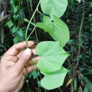 Rare Dried Leaves Dioscorea bulbifera Air Yam Aerial Yam Powder Pod Potato Yam