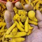 Peeled Turmeric Root Cuts (Dried) Homemade Curcuma Longa Spice Tumeric Cúrcuma