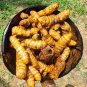 Peeled Turmeric Root Cuts (Dried) Homemade Curcuma Longa Spice Tumeric Cúrcuma
