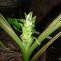 Peeled Turmeric Root Cuts (Dried) Homemade Curcuma Longa Spice Tumeric Cúrcuma