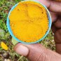 Peeled Turmeric Root Cuts (Dried) Homemade Curcuma Longa Spice Tumeric Cúrcuma