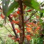 Rare Woodfordia Fruticosa /  Fire Flame Bush / Red Bell Bush Dry Flowers Herbs