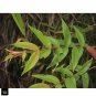 Rare Woodfordia Fruticosa /  Fire Flame Bush / Red Bell Bush Dry Flowers Herbs