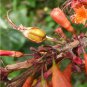 Rare Woodfordia Fruticosa /  Fire Flame Bush / Red Bell Bush Dry Flowers Herbs